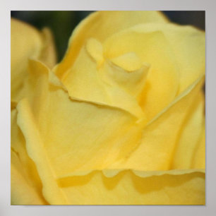 Yellow Rose Poster