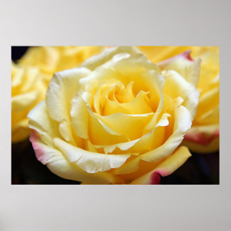 Yellow Rose Poster