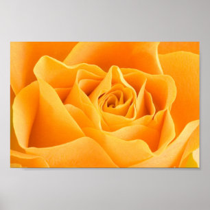 Yellow Rose Poster