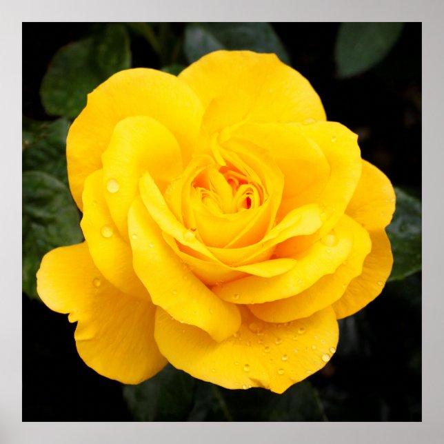 Yellow Rose Poster (Front)