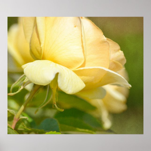 Yellow Rose Poster (Front)