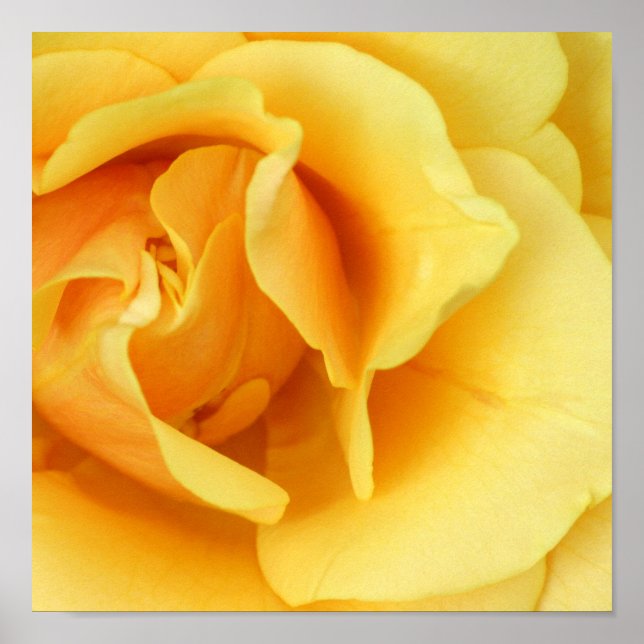 Yellow Rose Print (Front)