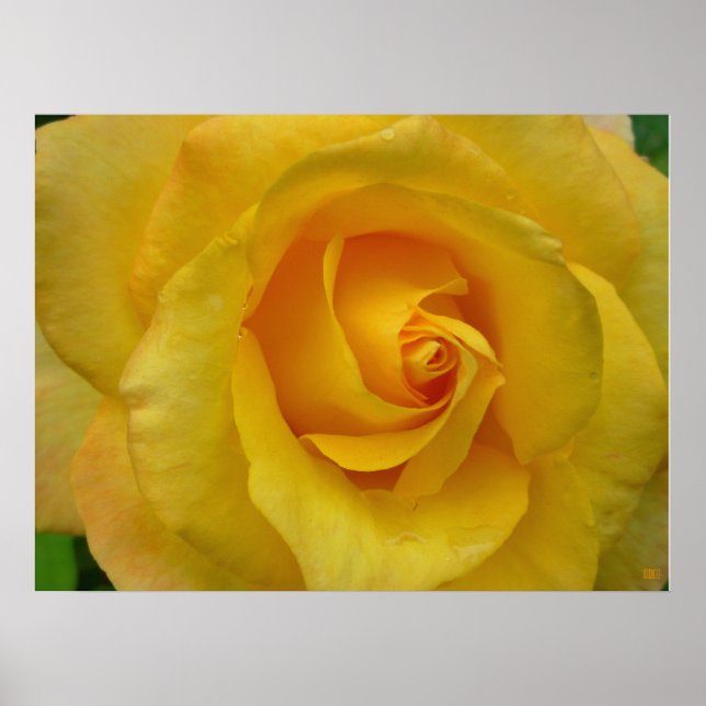 Yellow Rose Print Beautiful Flower Poster Print (Front)