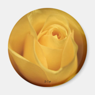 Yellow Rose, S Cyr Magnet