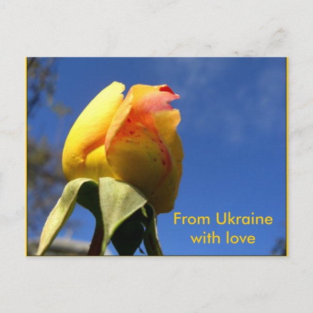 Yellow Rose Set Postcard (Front)