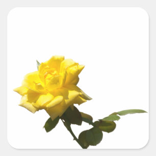 Yellow rose square sticker