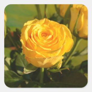 Yellow Rose Square Sticker