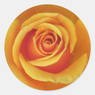 Yellow Rose Sticker