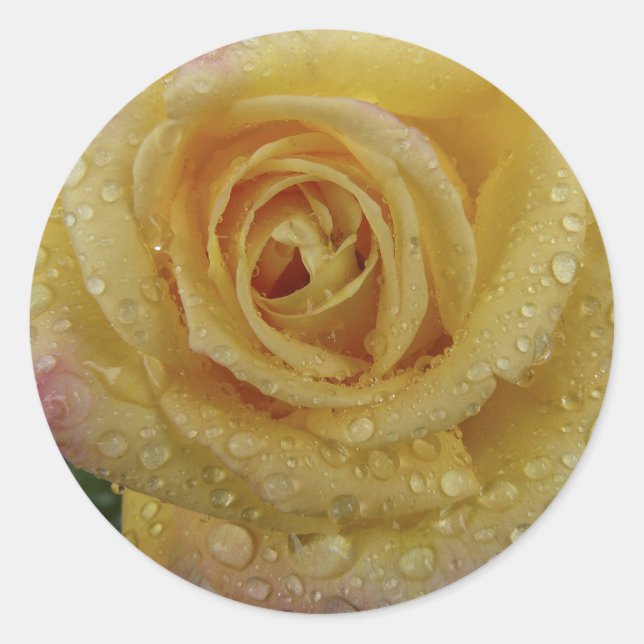 Yellow Rose-Sticker Classic Round Sticker (Front)