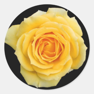 Yellow rose , stickers