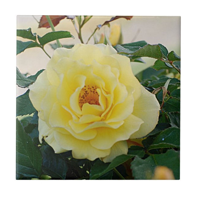 Yellow Rose Tile (Front)