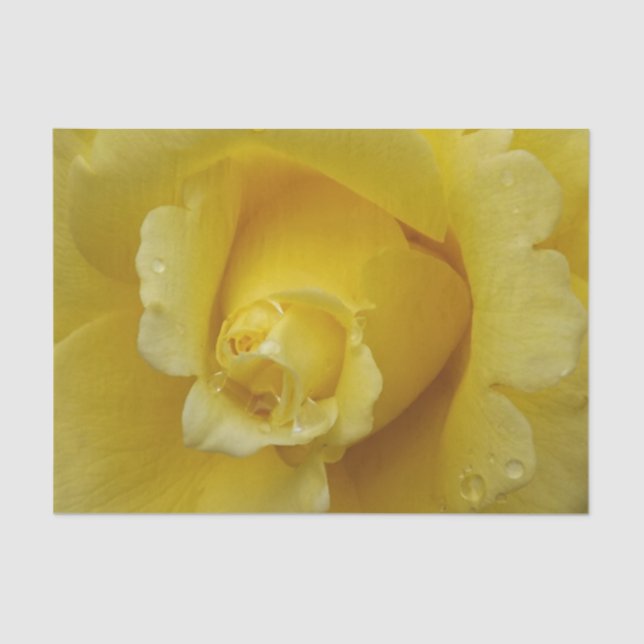 Yellow Rose Tissue Paper (Front)