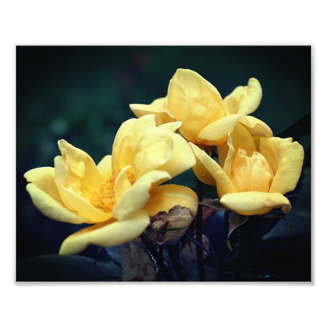 Yellow Rose Trio 8x10 Photo Print (Front)