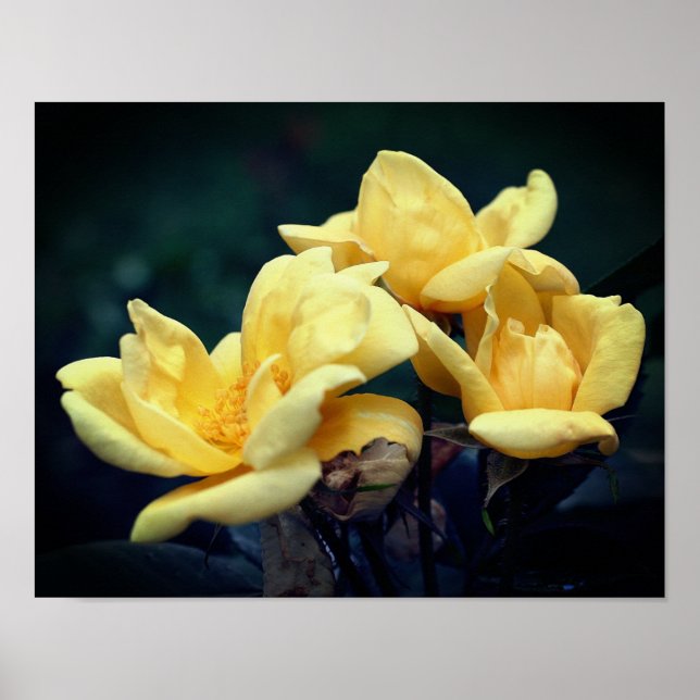 Yellow Rose Trio Poster (Front)