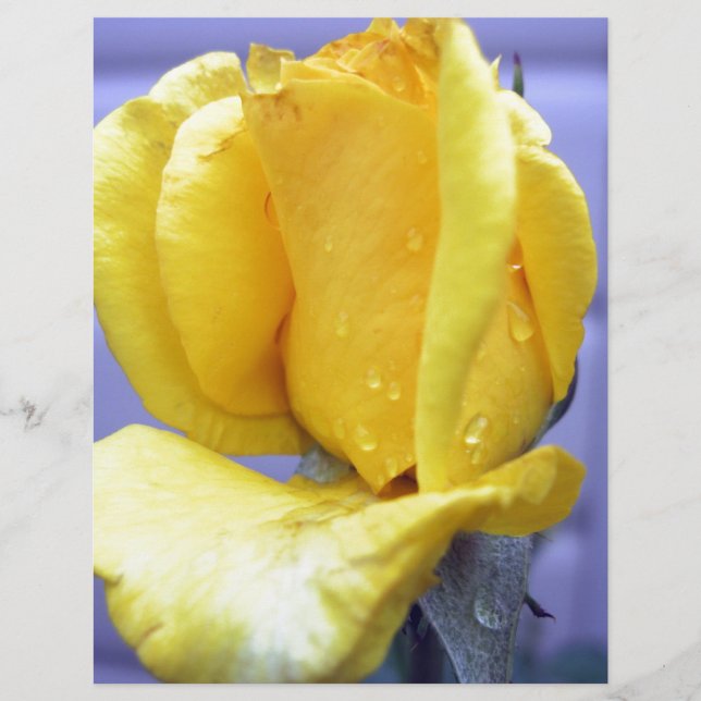 Yellow Rosebud (Front)