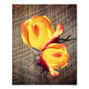 Yellow Rosebud Flowers On Barnboard 8x10 Photo Print