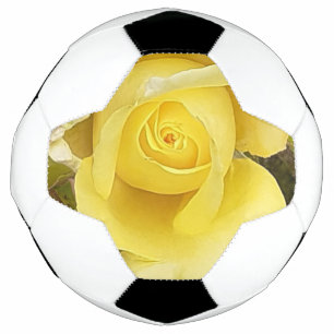 Yellow Rosebud  Football