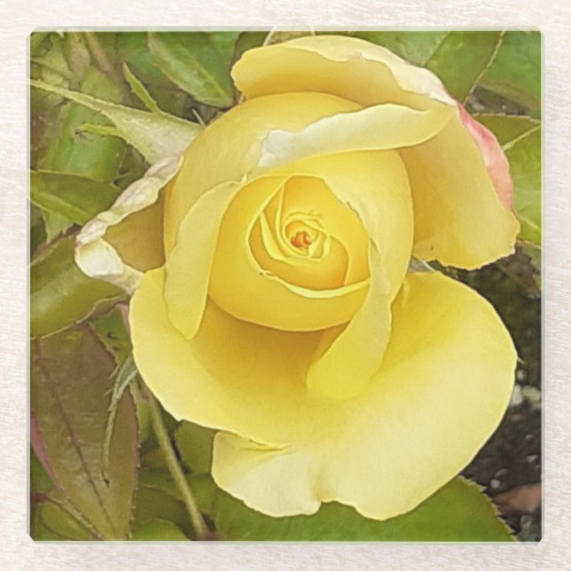 Yellow Rosebud Glass Coaster (Front)
