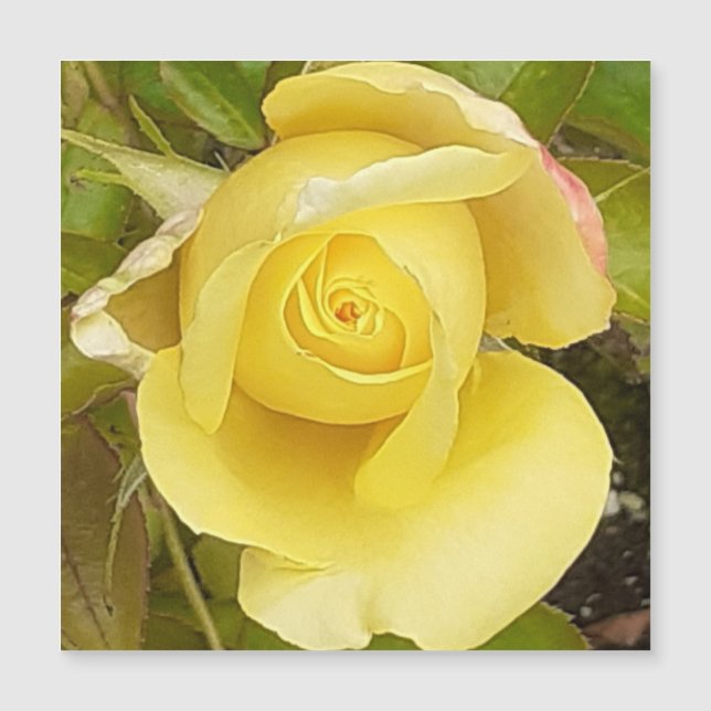 Yellow Rosebud Magnetic Card (Front)
