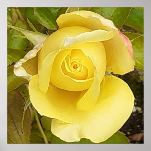 Yellow Rosebud Poster
