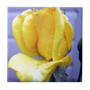 Yellow Rosebud Tile