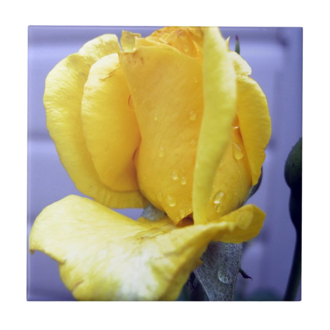 Yellow Rosebud Tile (Front)