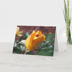 Yellow rosebud with ladybug card