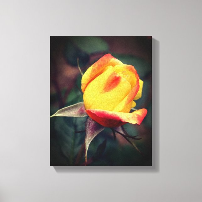 Yellow Rosebud With Red Highlights  Canvas Print (Front)