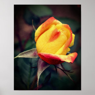 Yellow Rosebud With Red Highlights Poster