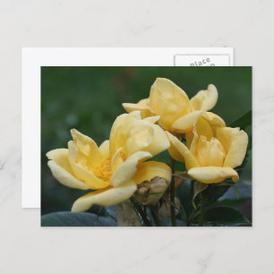 Yellow Rosebuds Flower Photography  Postcard