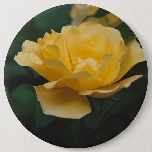 Yellow roses 6 cm round badge (Front)