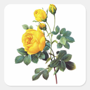 Yellow Roses by Pierre Joseph Redoute Square Sticker