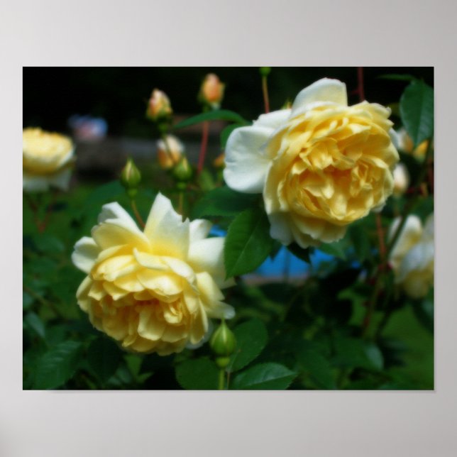 Yellow Roses In Bloom Orton Art Poster (Front)