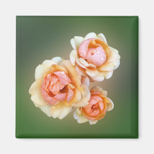 yellow roses magnet