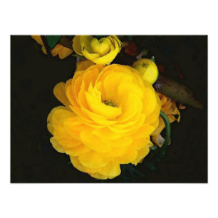 Yellow Roses Photography Photo Print
