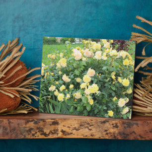 Yellow Roses Plaque