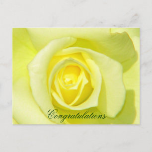 Yellow Roses_ Postcard