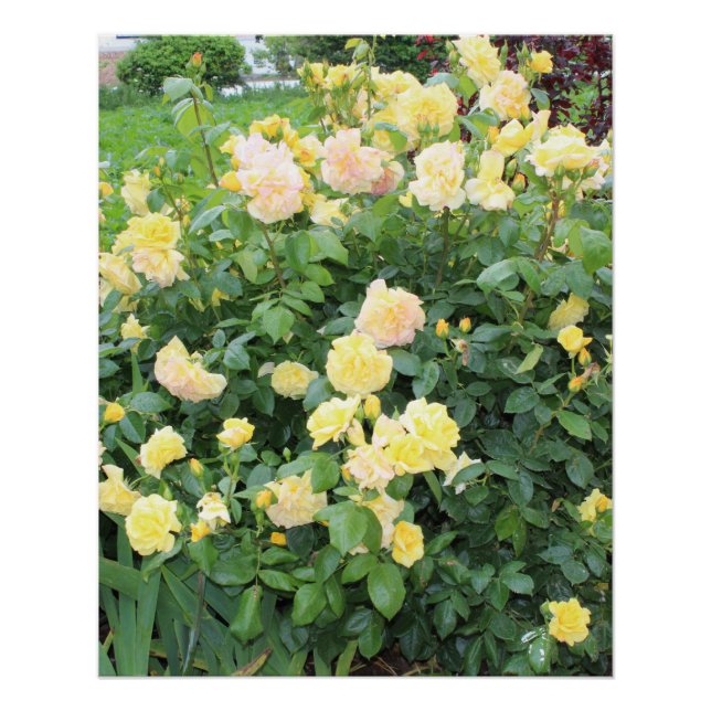 Yellow Roses Poster (Front)