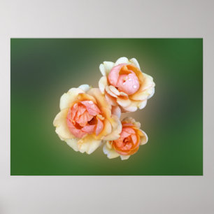 yellow roses poster