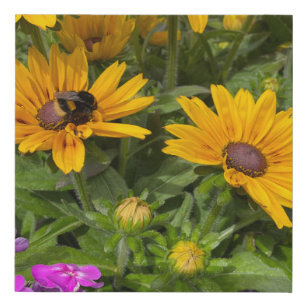  Yellow Rudbeckia Flowers Pink Phlox and Bee   Faux Canvas Print