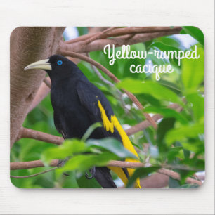 Yellow-rumped cacique mouse mat