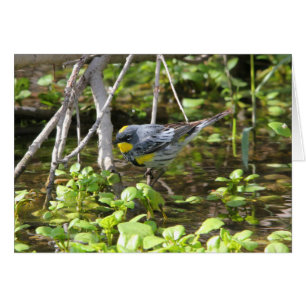 Yellow-rumped Warbler