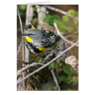 Yellow-rumped Warbler II
