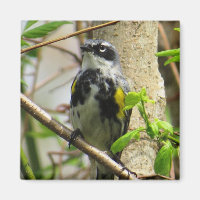 Yellow-rumped Warbler Magnet