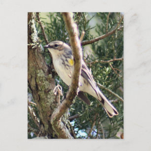 Yellow Rumped Warbler Photo Postcard