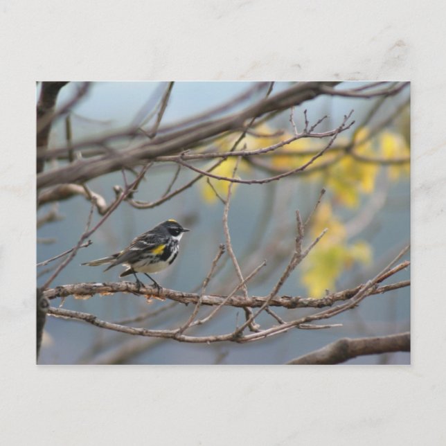 Yellow-rumped Warbler Postcard (Front)