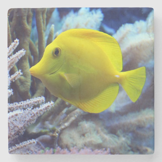 Yellow Saltwater Tang Fish Stone Coaster (Front)