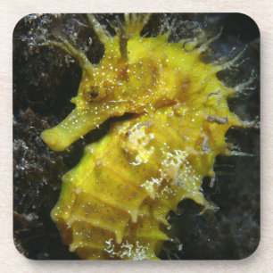 Yellow Seahorse Hippocampus Guttulatus Coaster