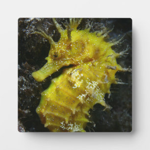 Yellow Seahorse Hippocampus Guttulatus Plaque