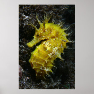 Yellow Seahorse   Hippocampus Guttulatus Poster